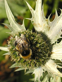 Bee on eryngium