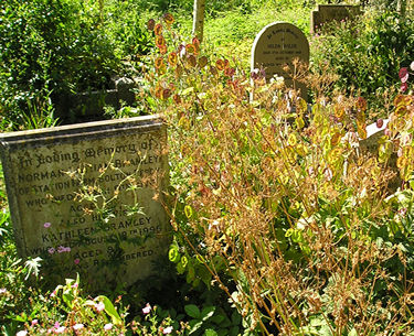 View of headstones and planting in Bolton Percy churchyard