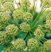 Close up of Angelica archangelica flowerhead
