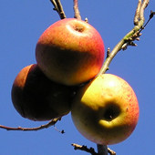 Apples, November 2004