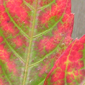 Parthenocissus henryana, autumn 2005