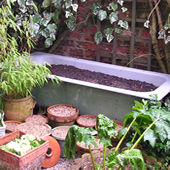 Old bath, now a large garden planter