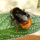 Bumble bee - I think it's Bombus pratorum
