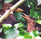Young blackbird being fed by parent