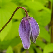 Blue early-flowering clematis