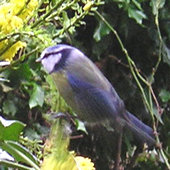 Blue tit in winter, on Mahonia