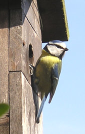 Blue tit (male) at nest box - 2