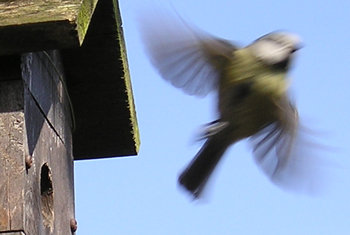 Blue tit in flight, leaving nest box