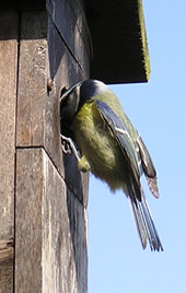 Blue tit (male) at nest box - 4