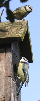 The pair of blue tits at the nest box - 1
