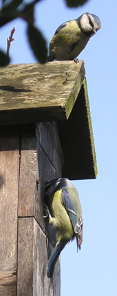 The pair of blue tits at the nest box - 2