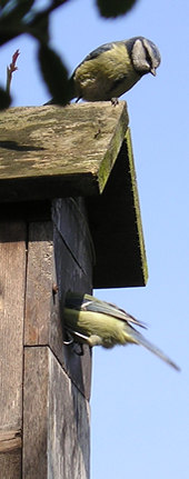 The pair of blue tits at the nest box - 3