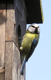 Blue tit (male) at nest box - 3