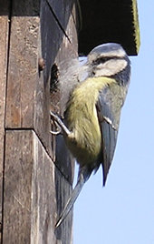 Blue tit (female) with nesting materials, at nest box - 1