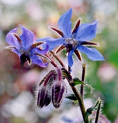Borage, summer 2002. Beloved by bees, and I'm rather fond of it too.