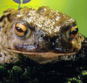 Common Toad (Bufo bufo). Copyright: Peter Parks/ imagequest3d.com