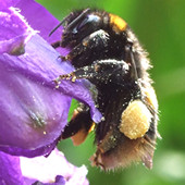 Bumble bee on the delphiniums