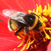 Bumble bee on Dahlia 'Bishop of Llandaff'