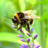 Bumble bee on Veronica longifolia