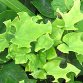 Chewed epimedium leaves