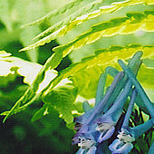 Corydalis flexuosa and unfurling fern