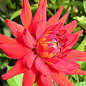 Dahlia 'Helga' in flower