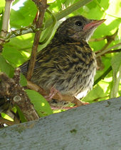 Adult dunnock, in the rowan tree, May 2006