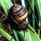 Garden snail - photo by Eduardo Sabal