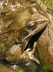 Frog, pond-side, on a sunny day in June