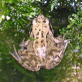 Young frog, pond-side, June 2004