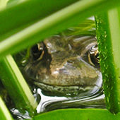 Big frog face!