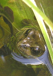 Frog in the pond, with tadpoles swimming close by, June 2004
