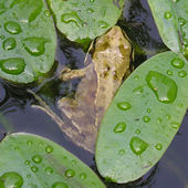 Young year-old frog in the pond