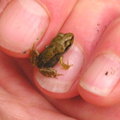 Tiny 2004 froglet, 1 July 2004