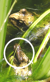 Small froglet, sitting on adult frog's head