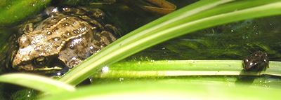 Frog and froglet, June 2004