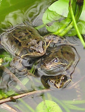 Frogs mating - three's a crowd: 3