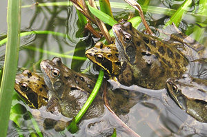 Frogs mating in the garden pond, March 2005