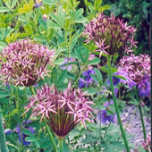 Alliums, June 2002