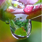 Garden reflected in raindrop on honeysuckle