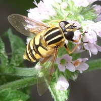 Hoverfly (?Heliophilus pendulas?)