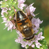 Hoverfly in the garden, September