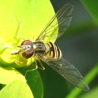 Hoverfly on euphorbia, July 2007