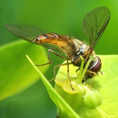 Hoverfly, 19 July 2007
