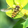 Hoverfly on euphorbia