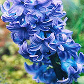 Hyacinth, Delft Blue, April 2002