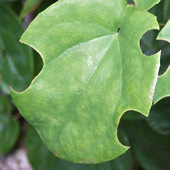 Epimedium leaves after visit from leaf-cutter bee