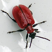 Lily beetle, May 2004