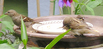 Group of sparrows, adults and young, feeding in the garden, June 2004