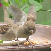 Sparrow with open wings landing on the bird table